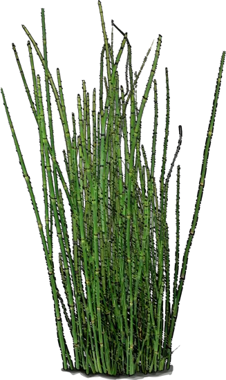Plant - Scouringrush horsetail