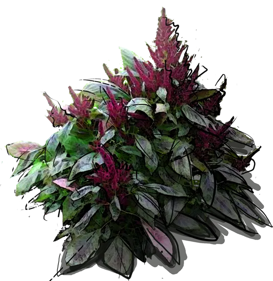 Plant - Purple Amaranth