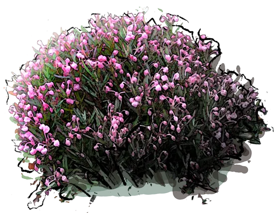 Plant - Bog Rosemary