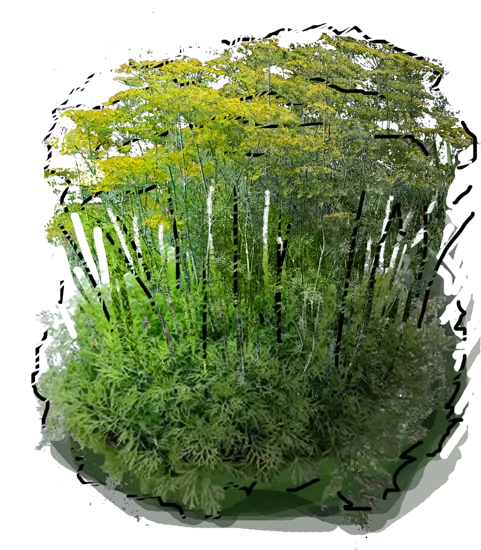Plant - Anethum graveolens