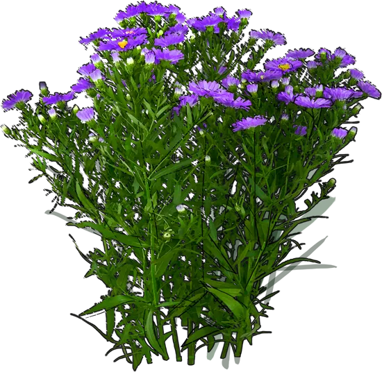 Plant - Michaelmas daisy