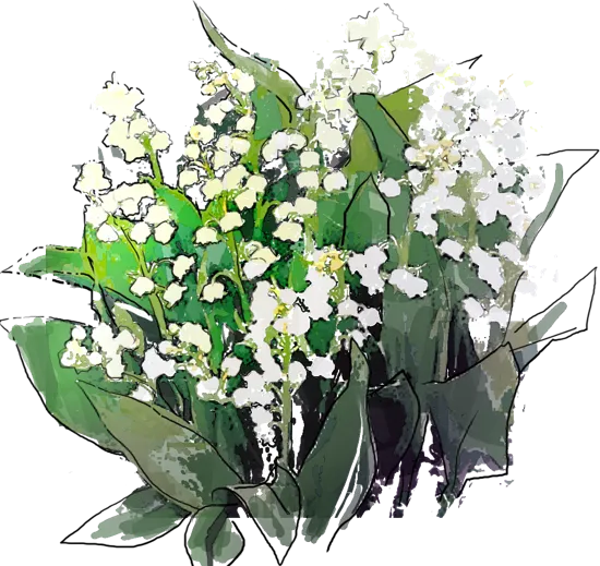 Plant - Lily of the Valley