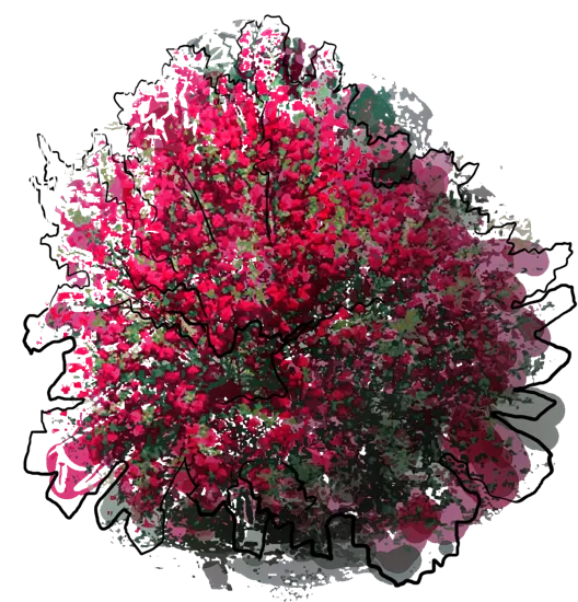 Plant - Cytisus Boskoop Ruby
