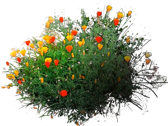 Plant - California poppy