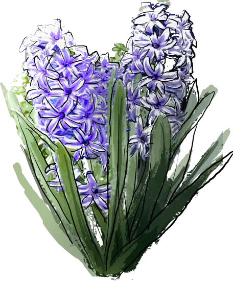 Plant - Common Hyacinth