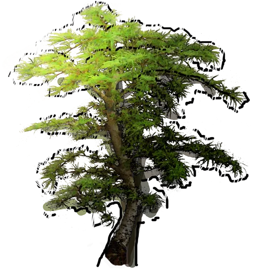 Plant - Larix kaempferi bonsai