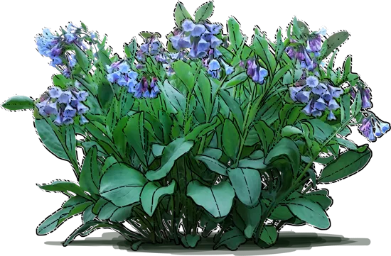 Plant - Virginian Bluebells
