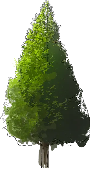 Plant - Dawn Redwood