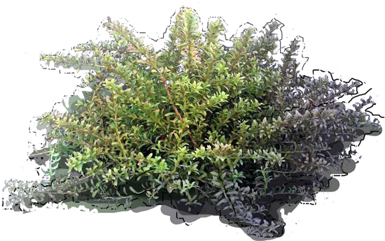 Plant - Alpine Totara