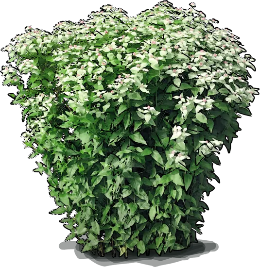 Plant - Blunt mountainmint