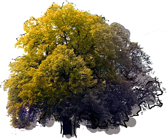 Plant - Golden Oak
