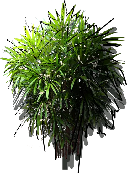 Plant - Lady Palm