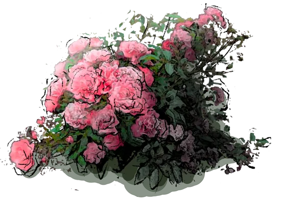 Plant - Allotria Rose