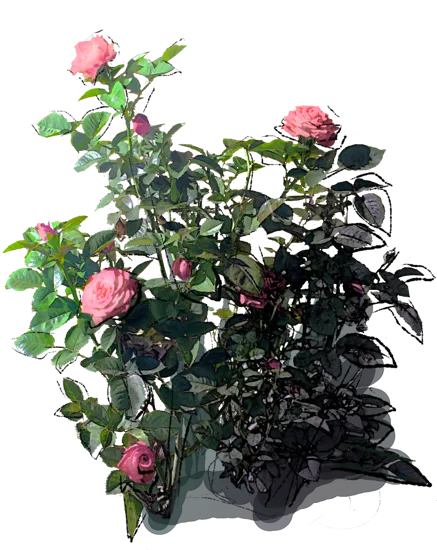 Plant - Carina Rose