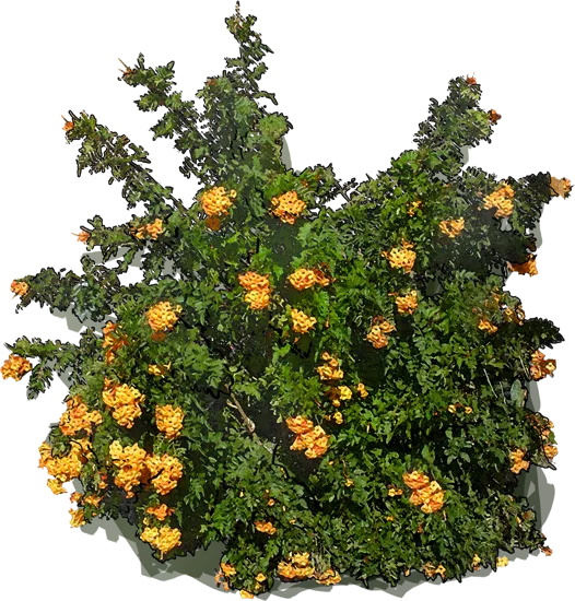 Plant - Yellow trumpetbush