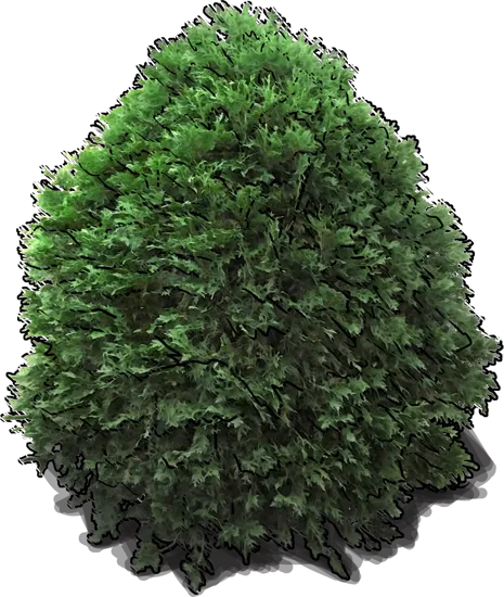 Plant - Dwarf American Arborvitae