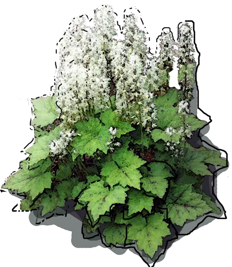 Plant - Tiarella cordifolia
