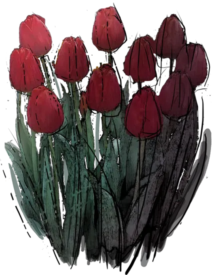 Plant - Tulip \u0027Jan Reus\u0027