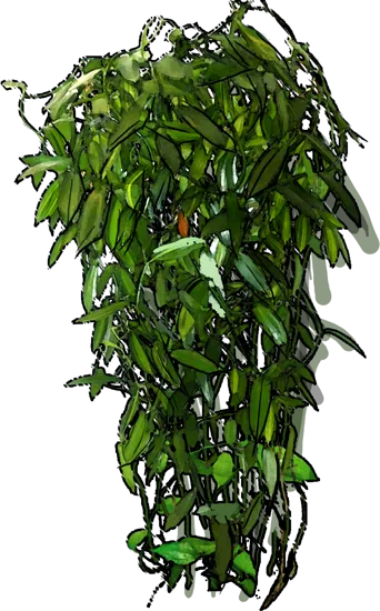 Plant - Vanilla planifolia