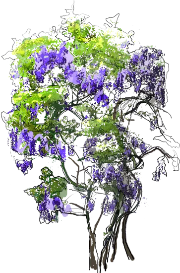 Plant - Chinese Wisteria