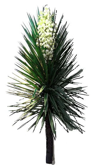 Plant - Yucca aloifolia \u0027Marginata\u0027