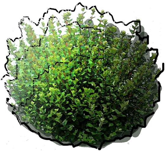 Plant - Abelia chinense