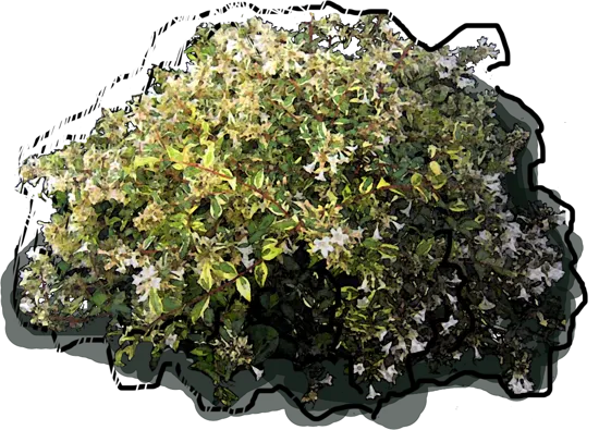 Plant - Abelia Lime