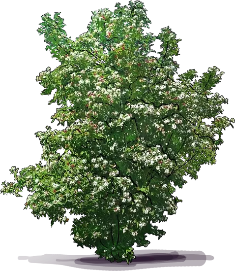 Plant - Fragrant Abelia