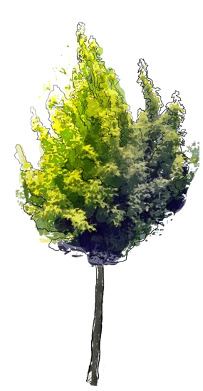 Plant - Acer negundo \u0027Odessanum\u0027