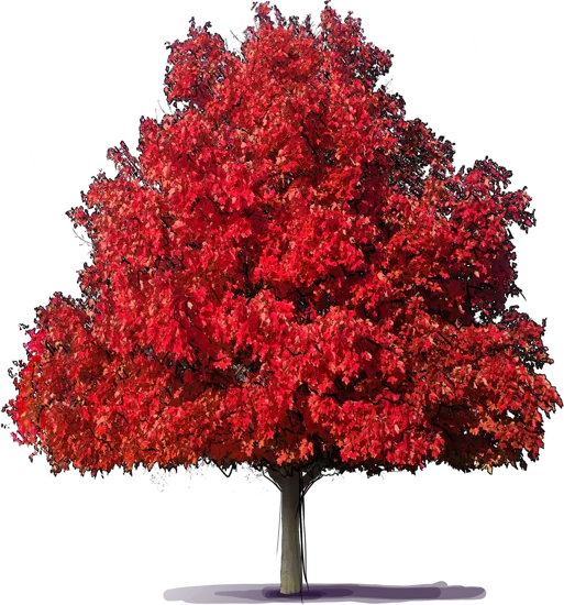 Plant - Red Maple