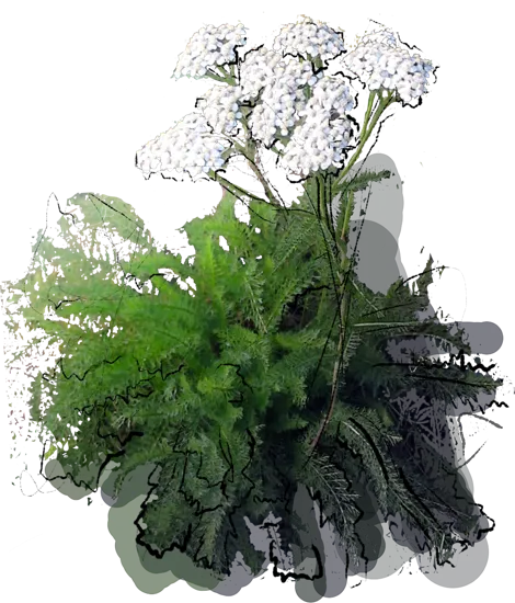 Plant - Common Yarrow