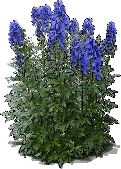 Plant - Monkshood \u0027Arendsii\u0027