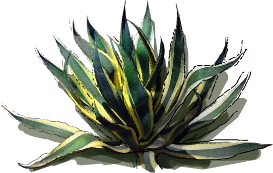 Plant - Agave American