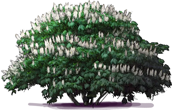 Plant - Bottlebrush Buckeye