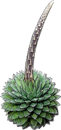 Plant - Queen Victoria Agave