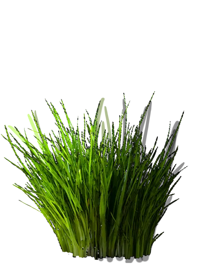 Plant - Allium schoenoprasum