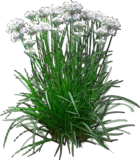 Plant - Garlic Chives