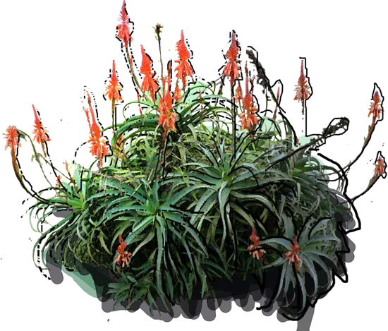 Plant - Aloe arborescens