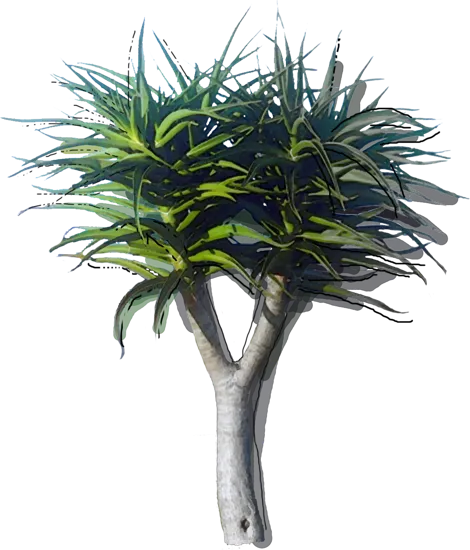 Plant - Tree aloe