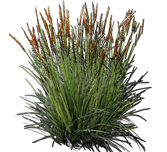 Plant - Shortawn foxtail