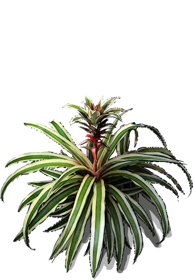 Plant - Ananas comosus Variegatus