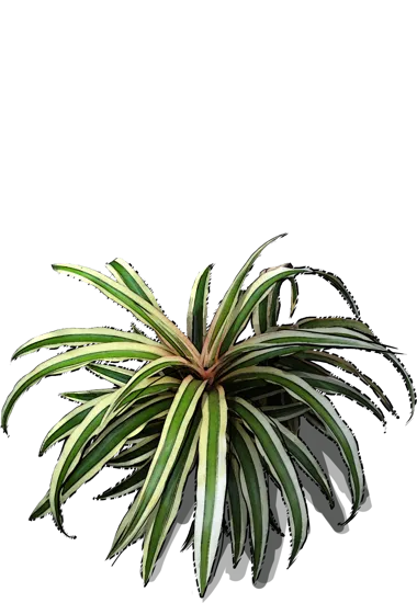 Plant - Ananas comosus Variegatus