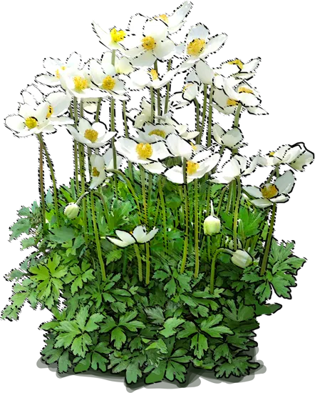 Plant - Snowdrop Windflower