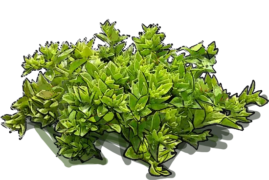 Plant - Aptenia cordifolia
