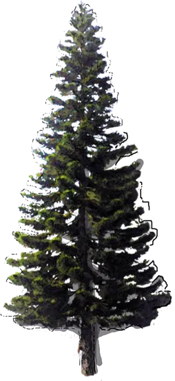 Plant - Cook Pine