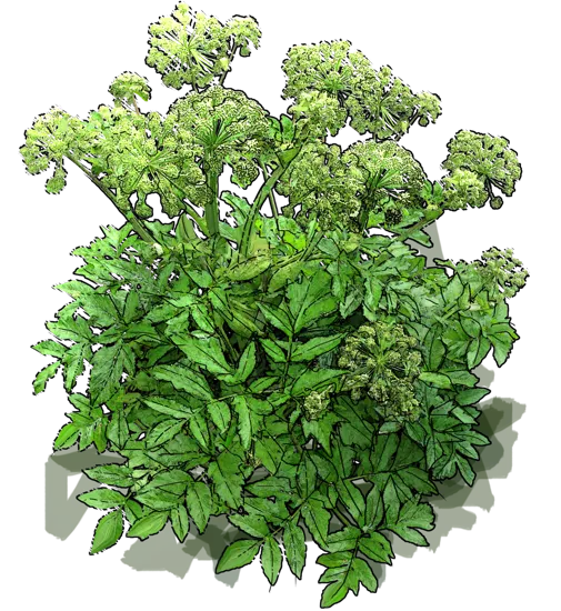 Plant - Angelica