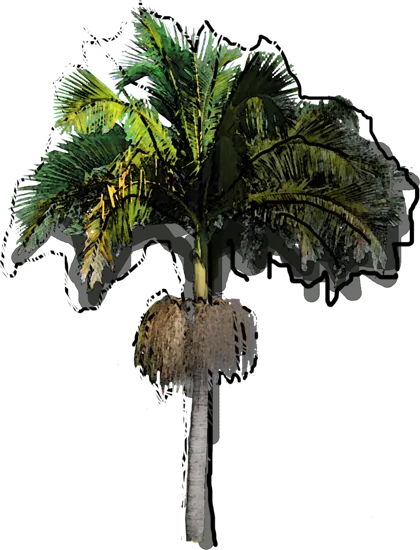 Plant - Alexander Palm