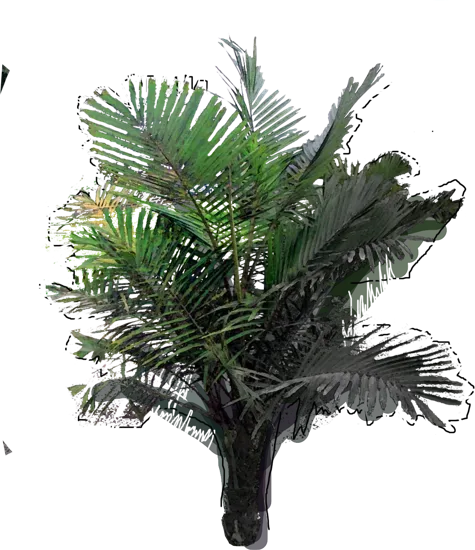 Plant - Sugar Palm