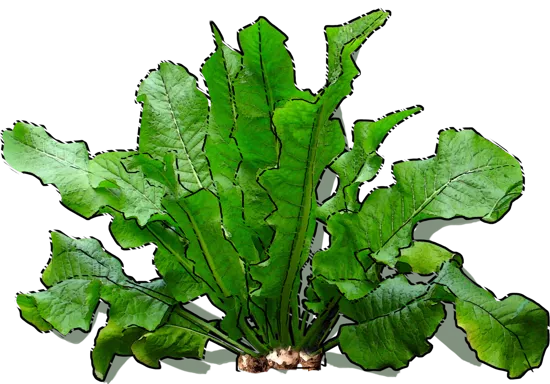 Plant - Horseradish