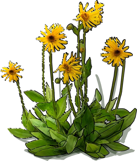 Plant - Arnica